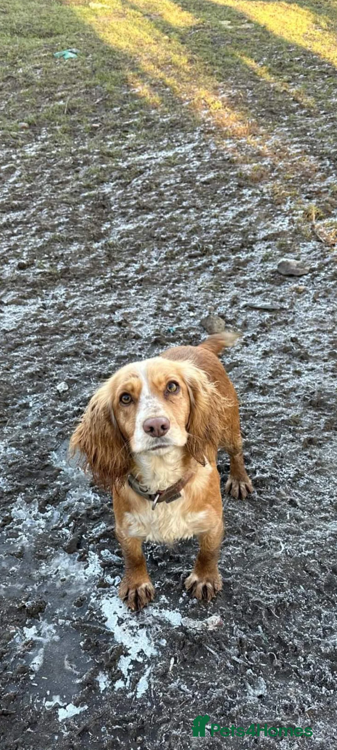 Cocker Spaniel dogs for sale: Pups from Health Tested Champion Trialling lines. - Advert 3