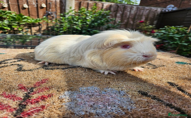 Guinea Pig rodents - Advert 1