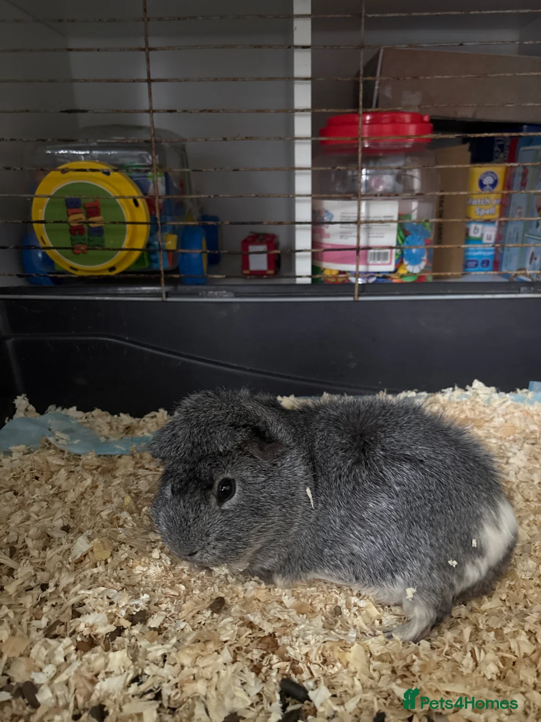 Guinea Pig rodents for sale: Guineea pig  - Advert 1