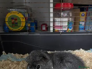 Guinea Pig rodents Guineea pig - Advert 17
