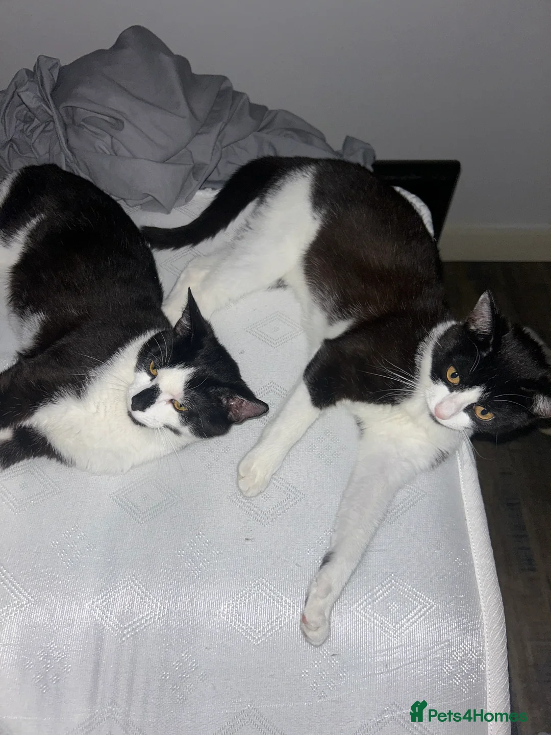 Domestic Shorthair cats for sale: Adorable Black & White Short-Hair ca in Leeds - Advert 1