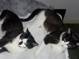 Domestic Shorthair cats Adorable Black & White Short-Hair ca - Advert 1