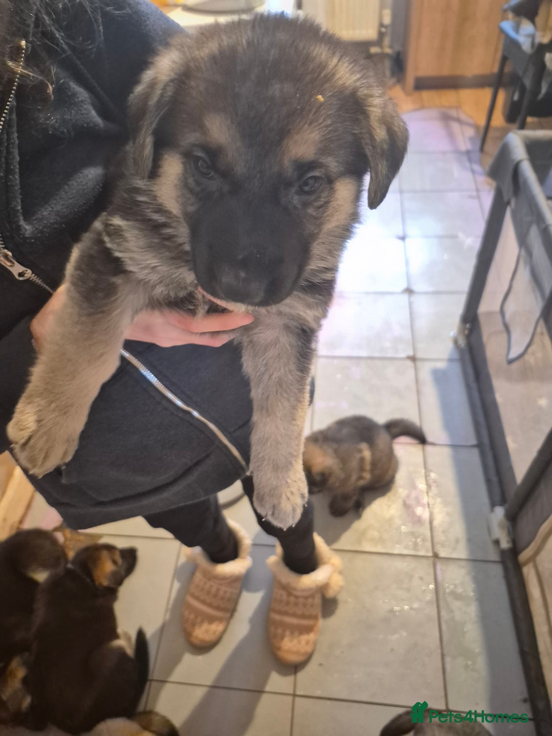 German Shepherd dogs for sale: 8 beautiful GSD puppies for sale  - Advert 7