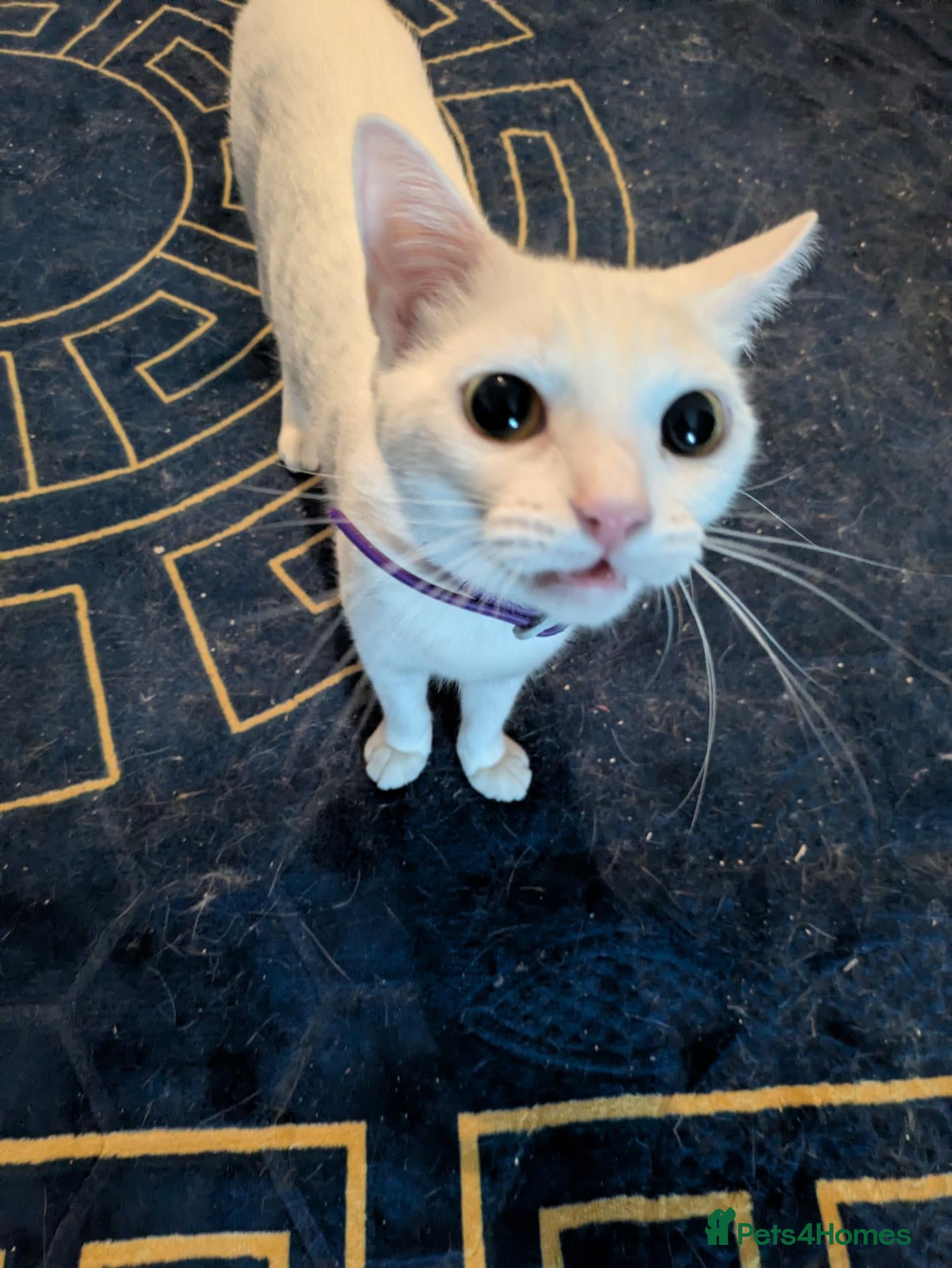 Mixed Breed cats Luna & twilight  - Advert 1