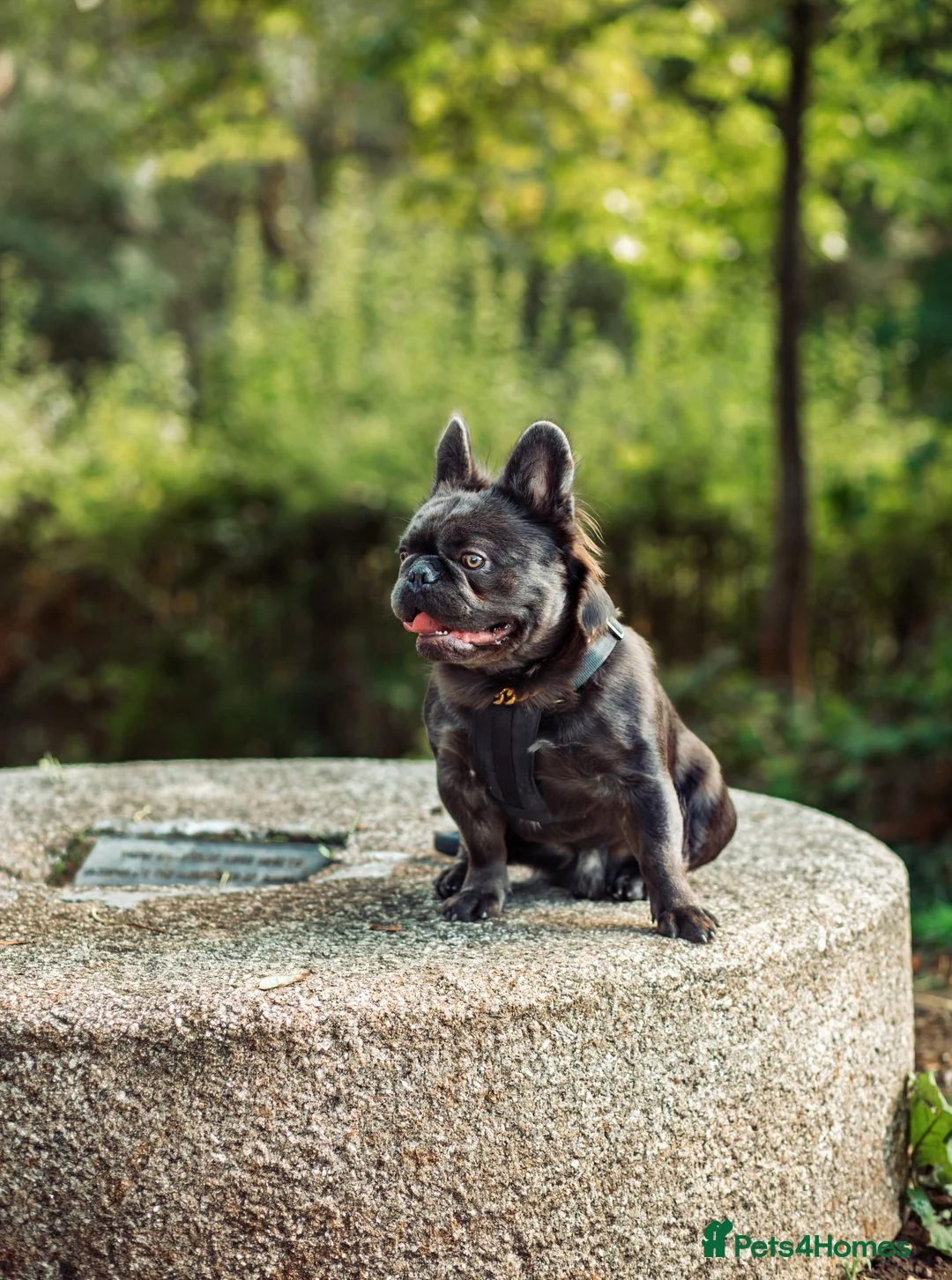 French Bulldog dogs for stud: 🔥🔥 PROVEN L1 & L4 BLUE VISUAL FLUFFY STUD 🔥🔥 in Feltham - Advert 6