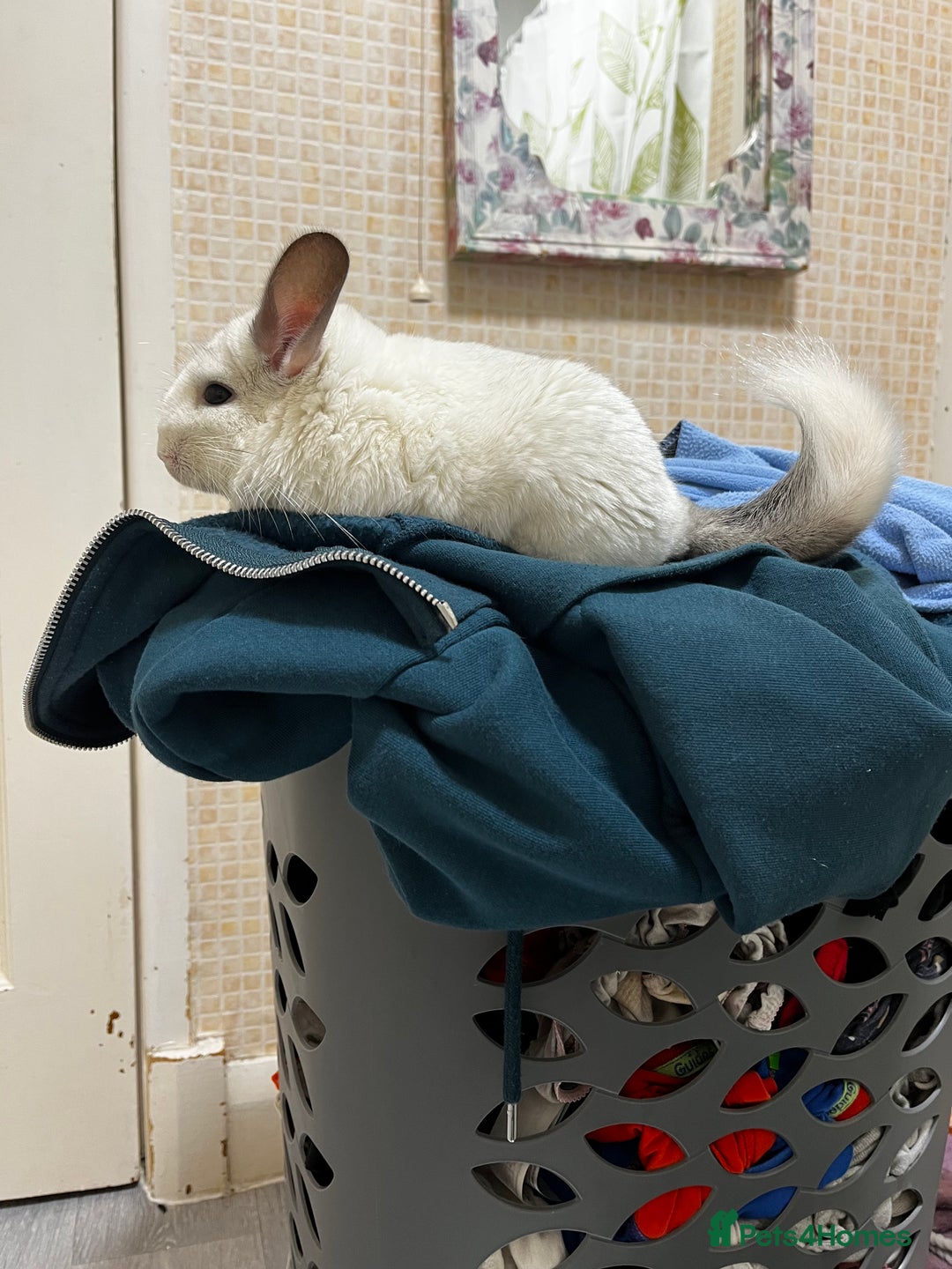 Chinchilla rodents for sale: Cila Nearly 3yr old female  - Image 3