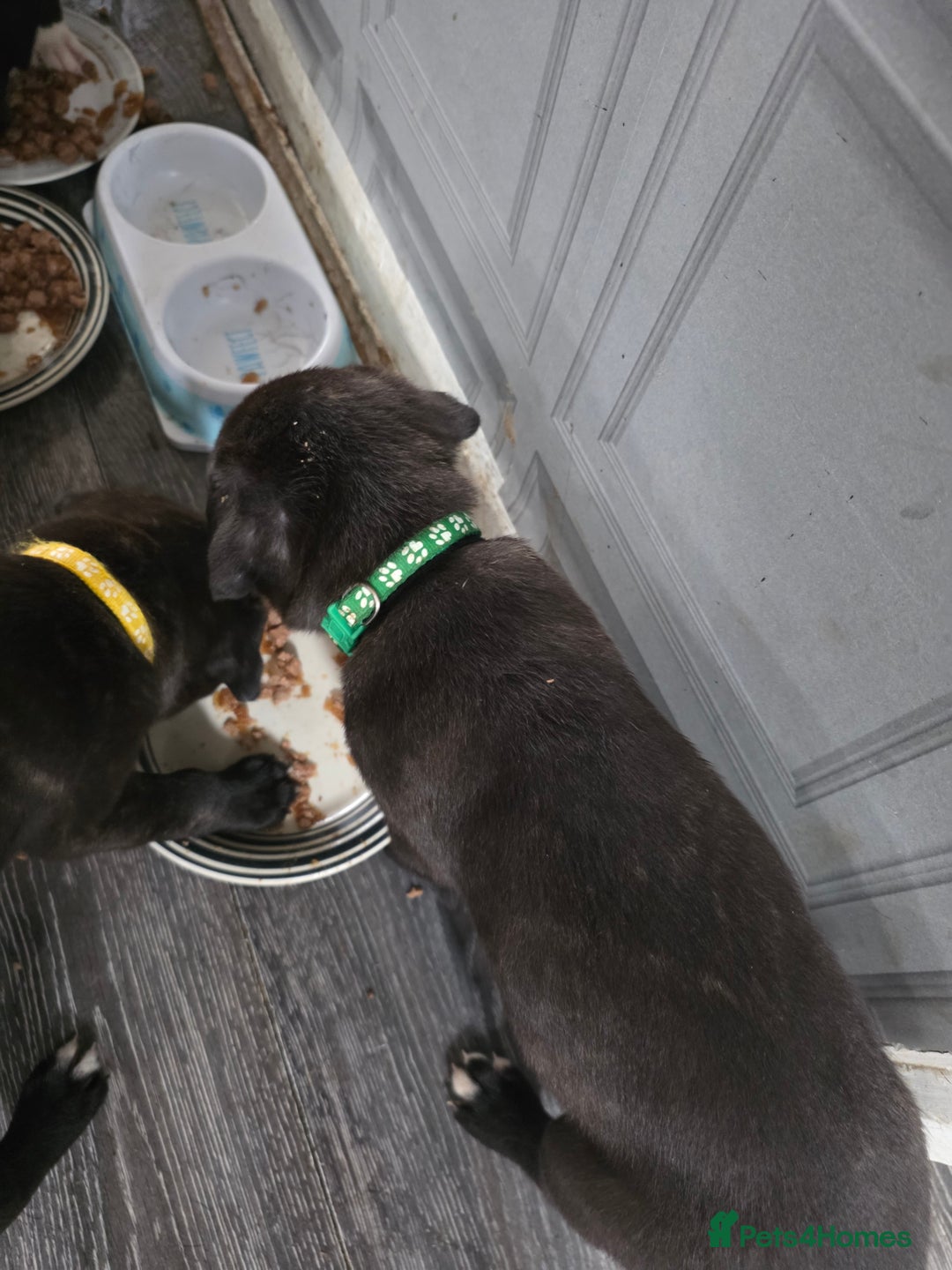 Mixed Breed dogs for sale: Cane corso x lurcher  - Image 4