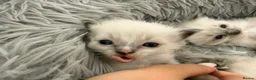 Ragdoll cats for sale: Kitten Ragdoll cat blue point  - Advert 14