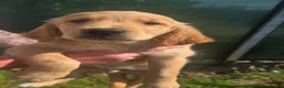 Golden Retriever dogs for sale: 🐶 Beautiful dark working golden retriever pups 🐶 - Advert 11
