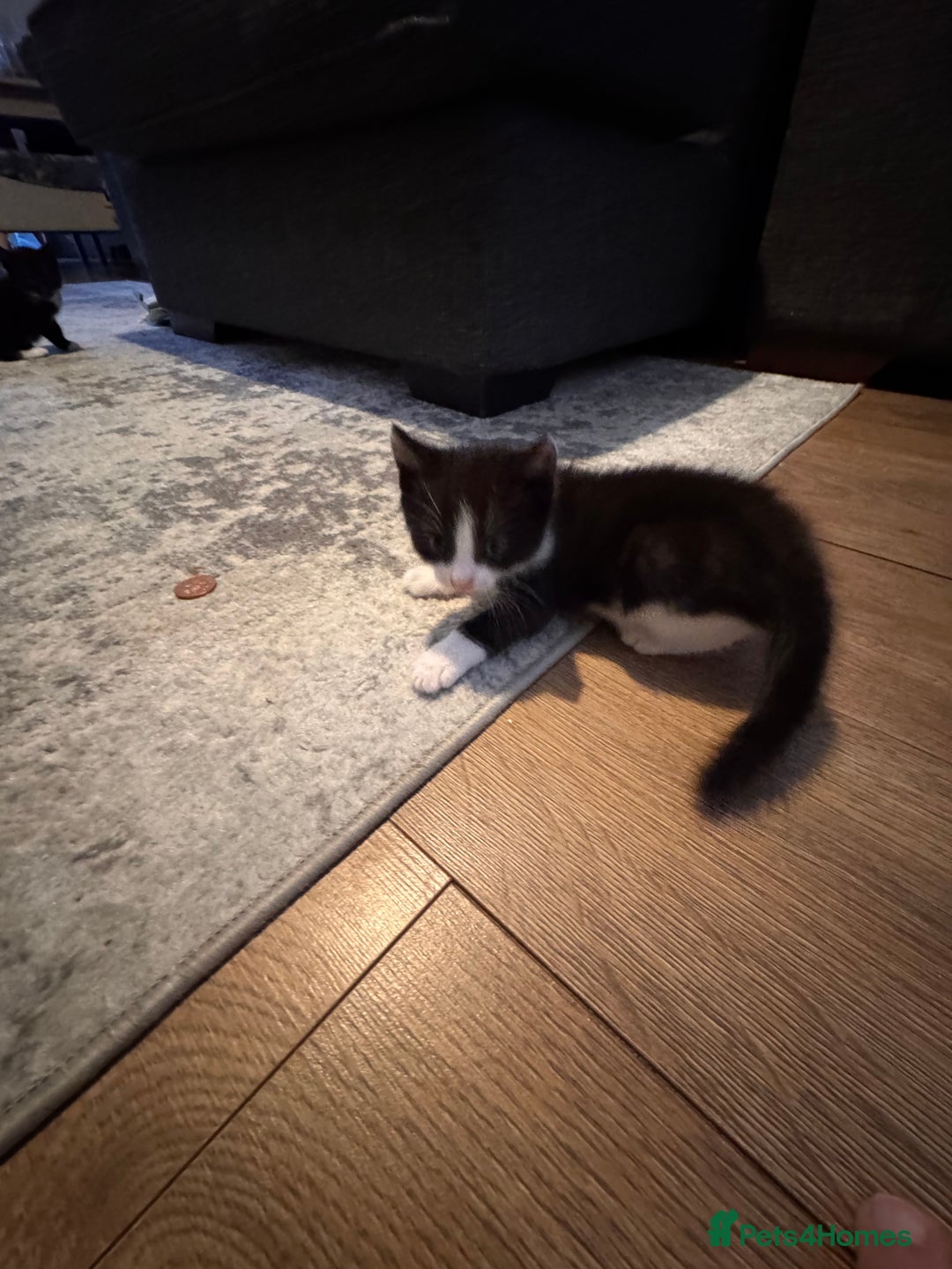 Mixed Breed cats for sale: 4 adorable kittens looking for a new home - Image 12