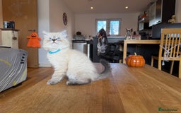 Ragdoll cats for sale: Ragdoll Kittens for Sale - Image 20