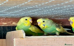 Budgerigars birds for sale: Baby Budgies for sale  - Image 7
