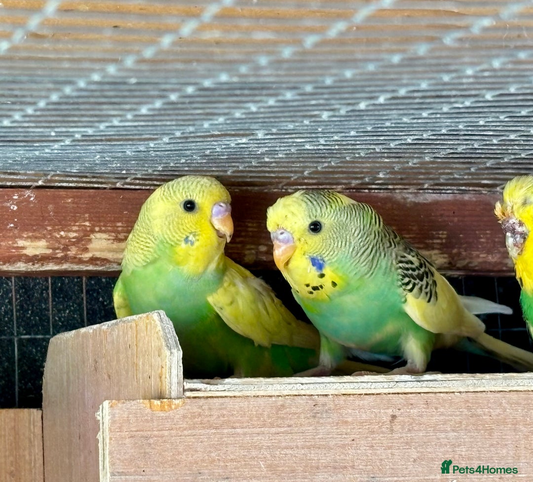Budgerigars birds for sale: Baby Budgies for sale  - Image 7