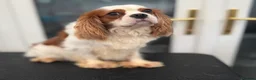Cavalier King Charles Spaniel dogs for stud: Proven stud KC cavalier King Charles  - Advert 8