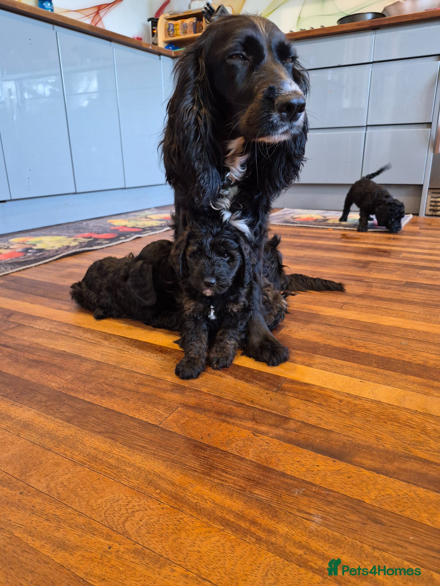 Cockapoo dogs Beautiful F1 COCKERPOO PUPPIES for sale  - Advert 2
