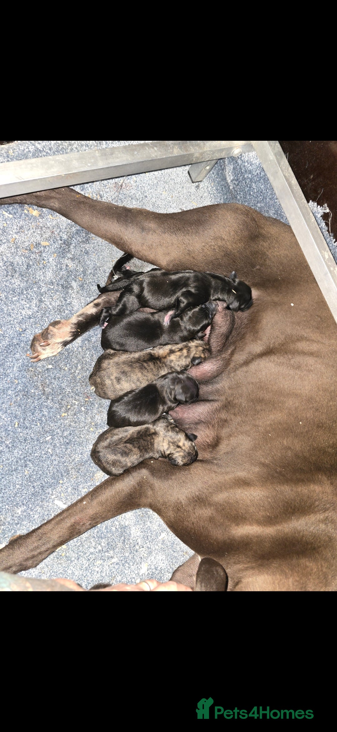 Mixed Breed dogs for sale: Whippet lurcher - Image 4