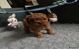 Toy Poodle dogs for sale: Tiny red toy poodles  - Image 5