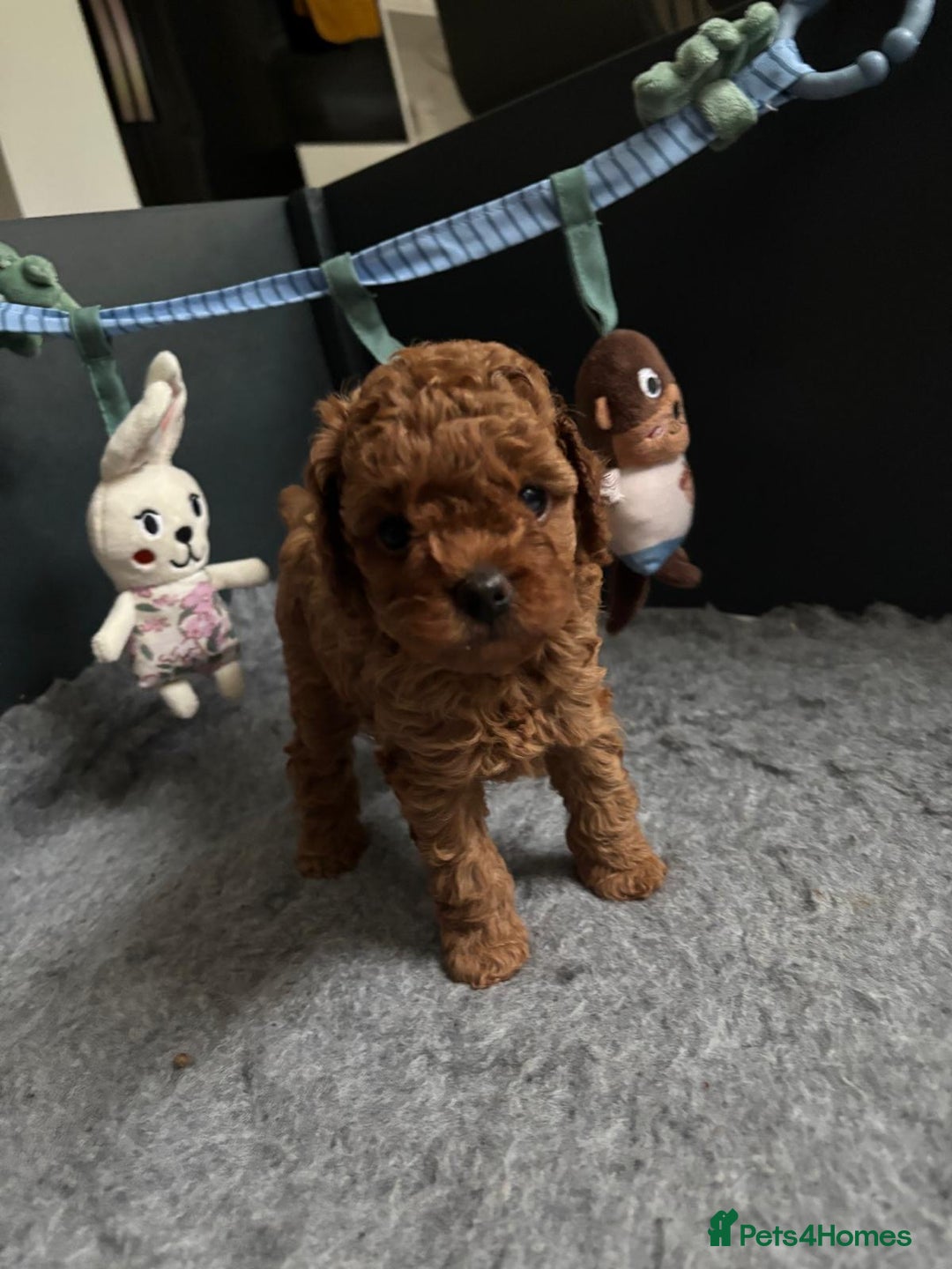 Toy Poodle dogs for sale: Tiny red toy poodles  - Image 5