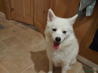 Mixed Breed dogs 2 girls for Adoption - Advert 1