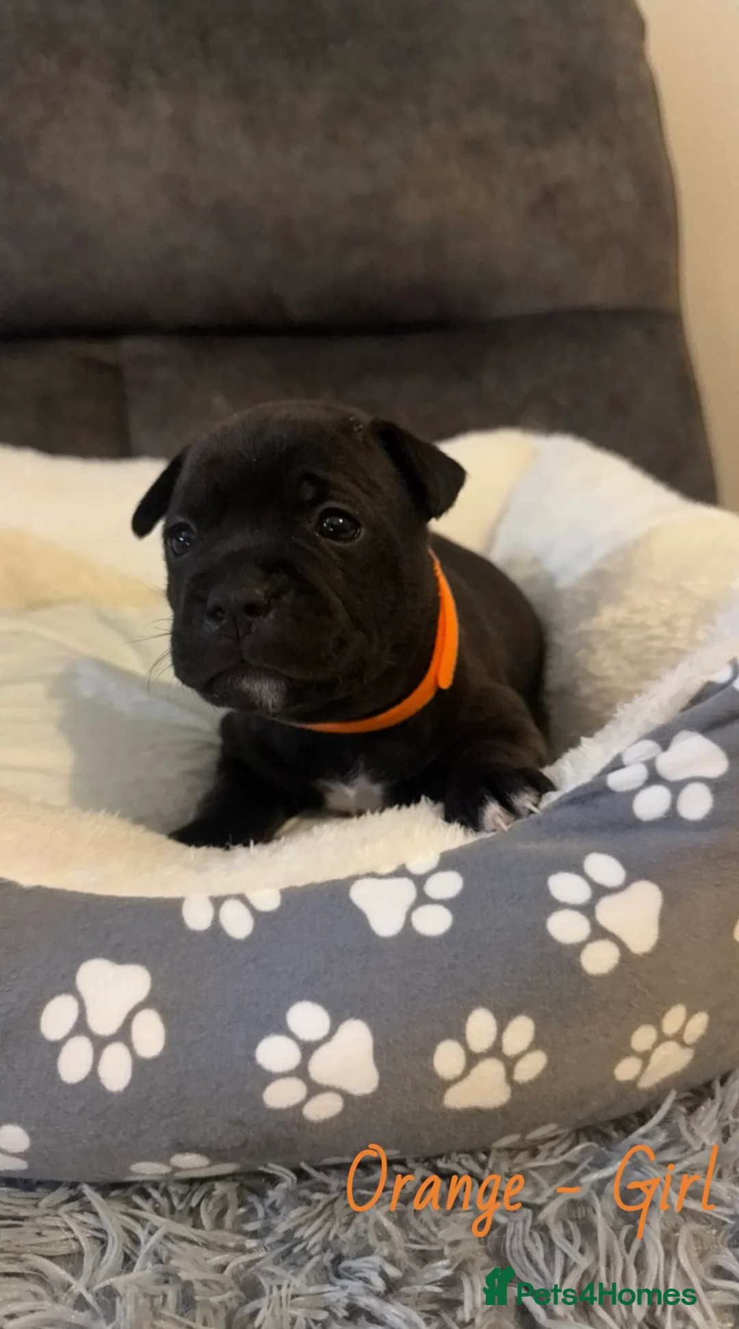 Staffordshire Bull Terrier dogs for sale: Staff puppies  - Advert 12