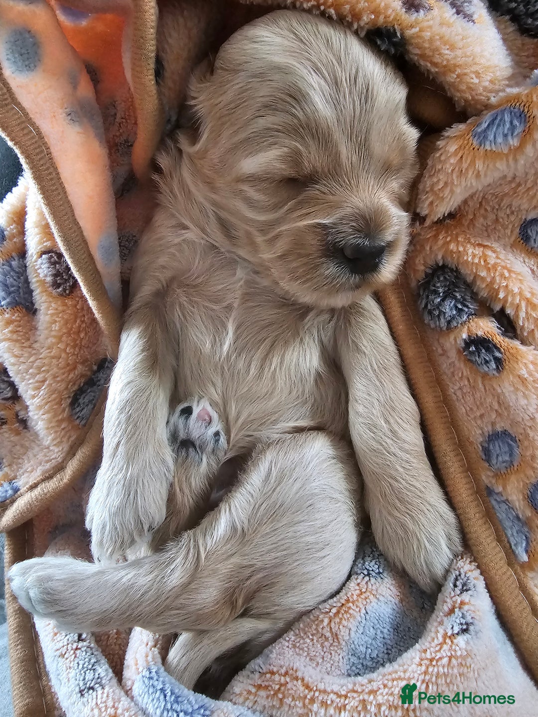 Cockapoo dogs for sale: 4 beautiful cockapoo puppies - Image 6