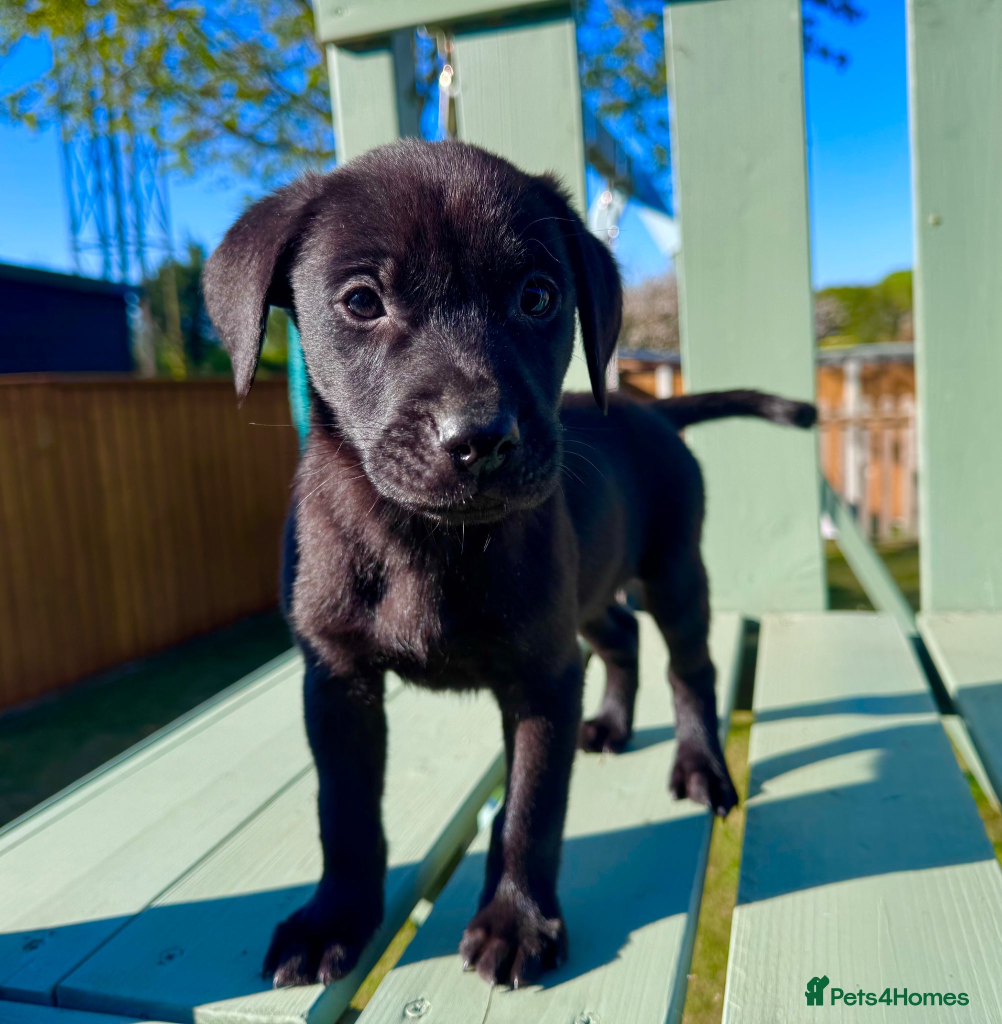 Labrador Retriever dogs KC Registered Working Labrador Babies 🐾🐾🐾 - Advert 1