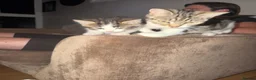 Mixed Breed cats for sale: 3 kittens half ragdoll, half domestic short hair  in Telford - Advert 11