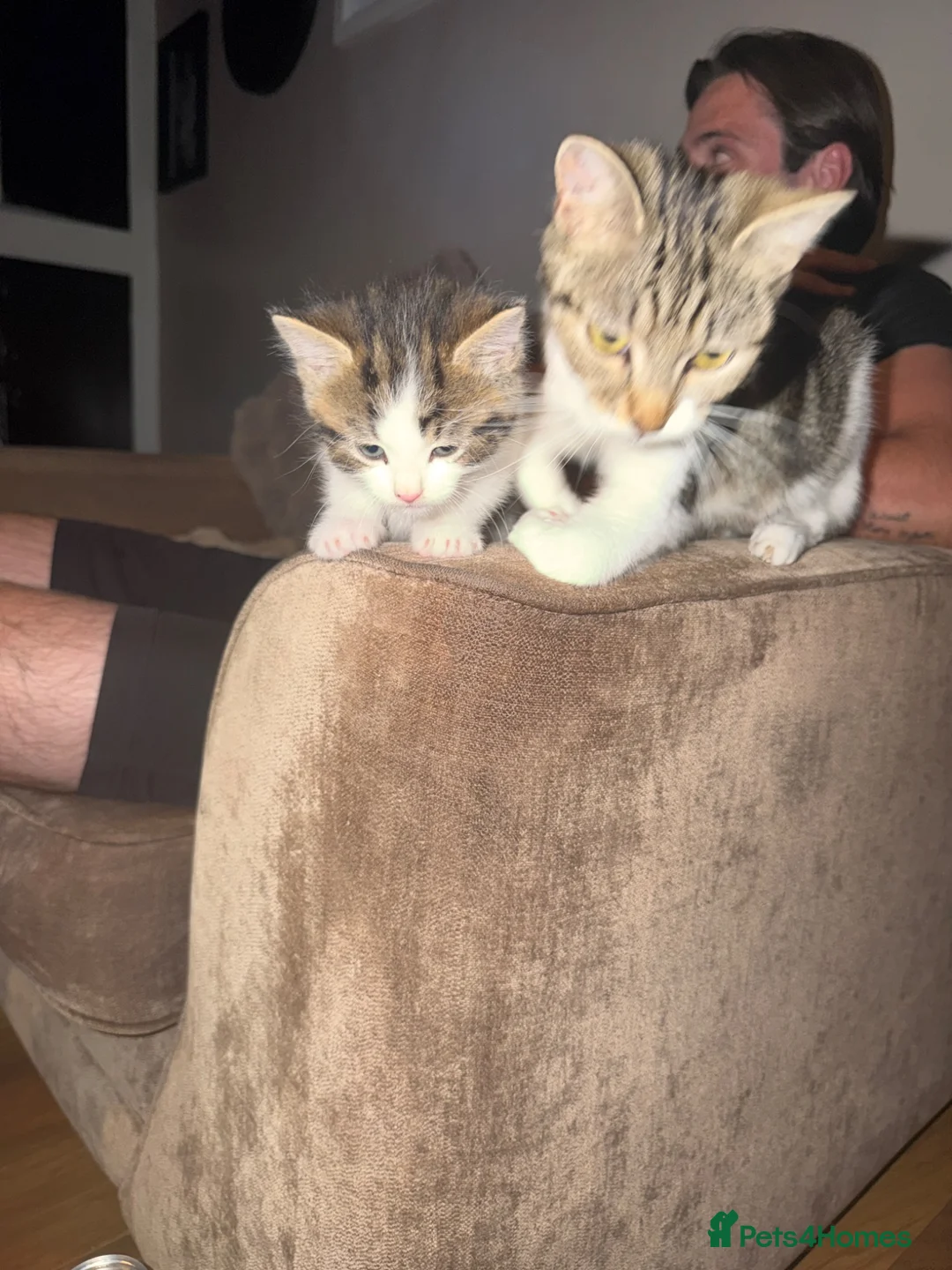 Mixed Breed cats for sale: 3 kittens half ragdoll, half domestic short hair  in Telford - Advert 11