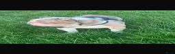 English Bulldog dogs for sale: Merle English bulldog  in Birmingham - Advert 1