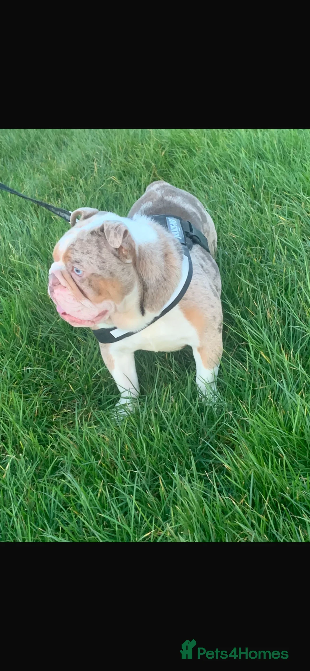 English Bulldog dogs for sale: Merle English bulldog  in Birmingham - Advert 1