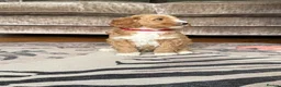 Goldendoodle dogs for sale: Outstanding Goldendoodles - Advert 18