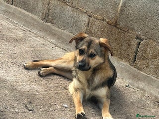 Mixed Breed dogs in Nantwich - Advert 15