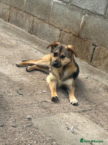 Mixed Breed dogs Meet Bramble, currently residing in Essex in Nantwich - Advert 16