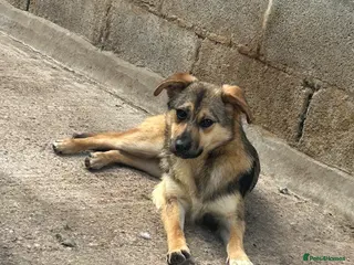 Mixed Breed dogs Meet Bramble, currently residing in Essex in Nantwich - Advert 16