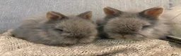 Lionhead rabbits for sale: Double mane lion head baby’s for sale  - Advert 22