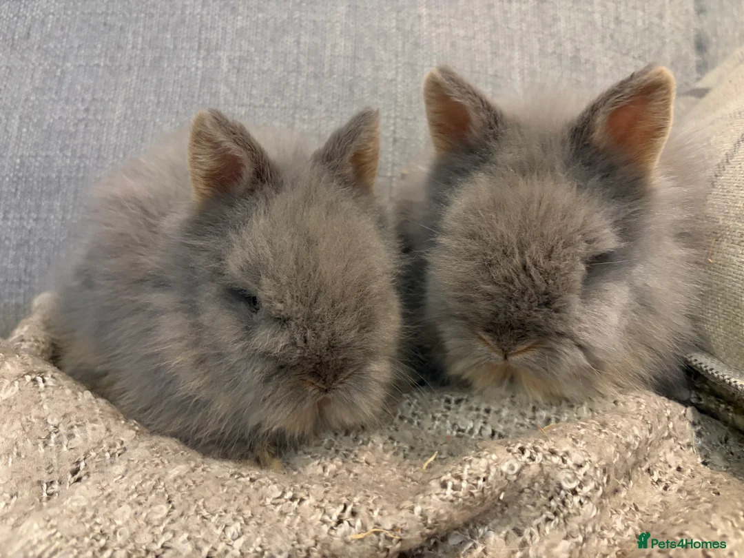 Lionhead rabbits for sale: Double mane lion head baby’s for sale  - Advert 22