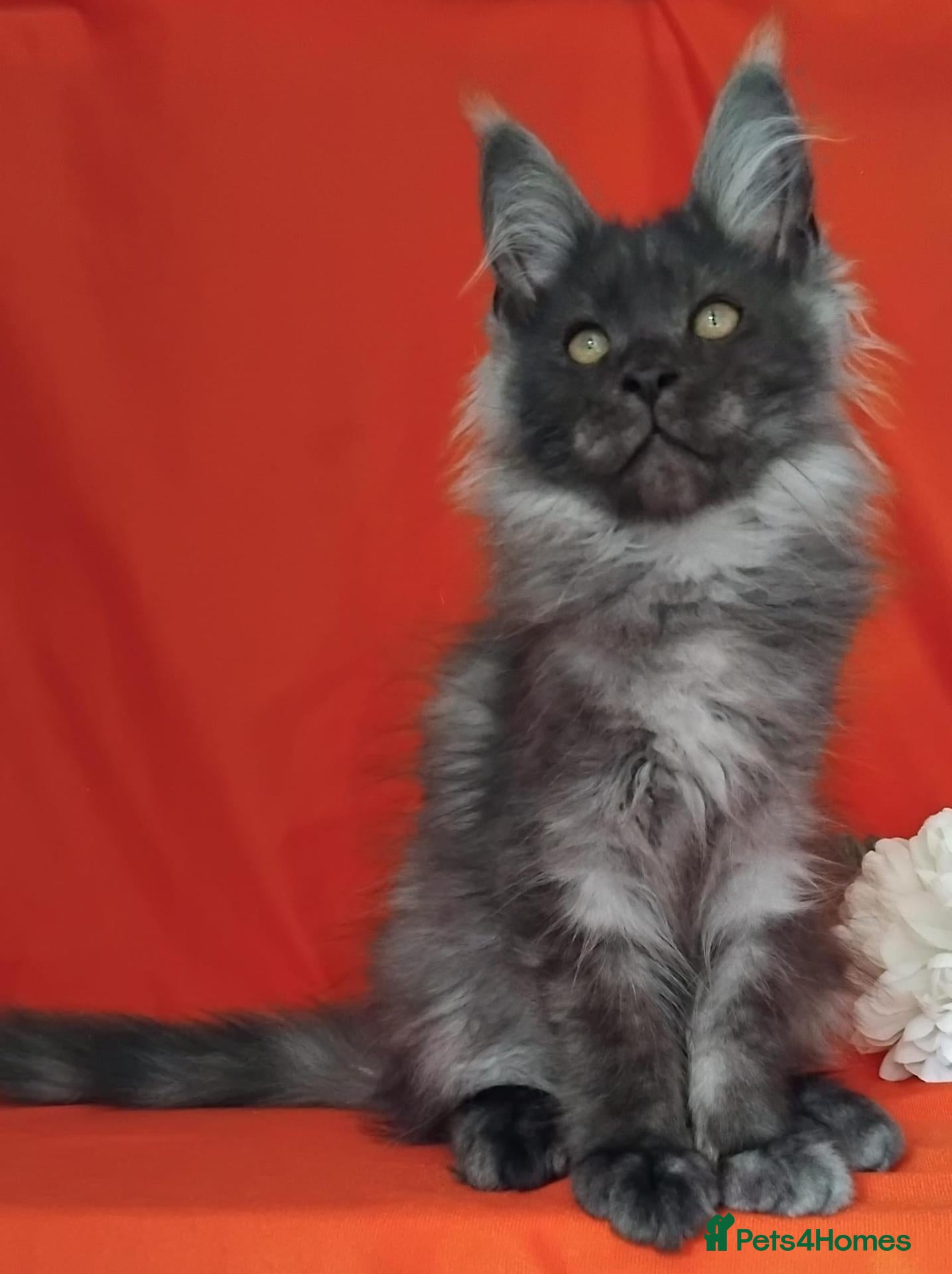 Maine Coon cats GCCF REGISTERED MAINE COON KITTENS FOR SALE  - Advert 1