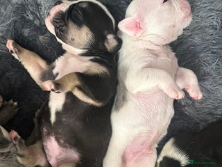 English Bulldog dogs - Advert 2