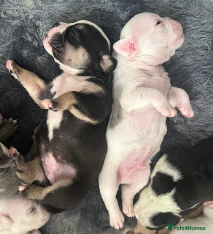 English Bulldog dogs - Advert 3