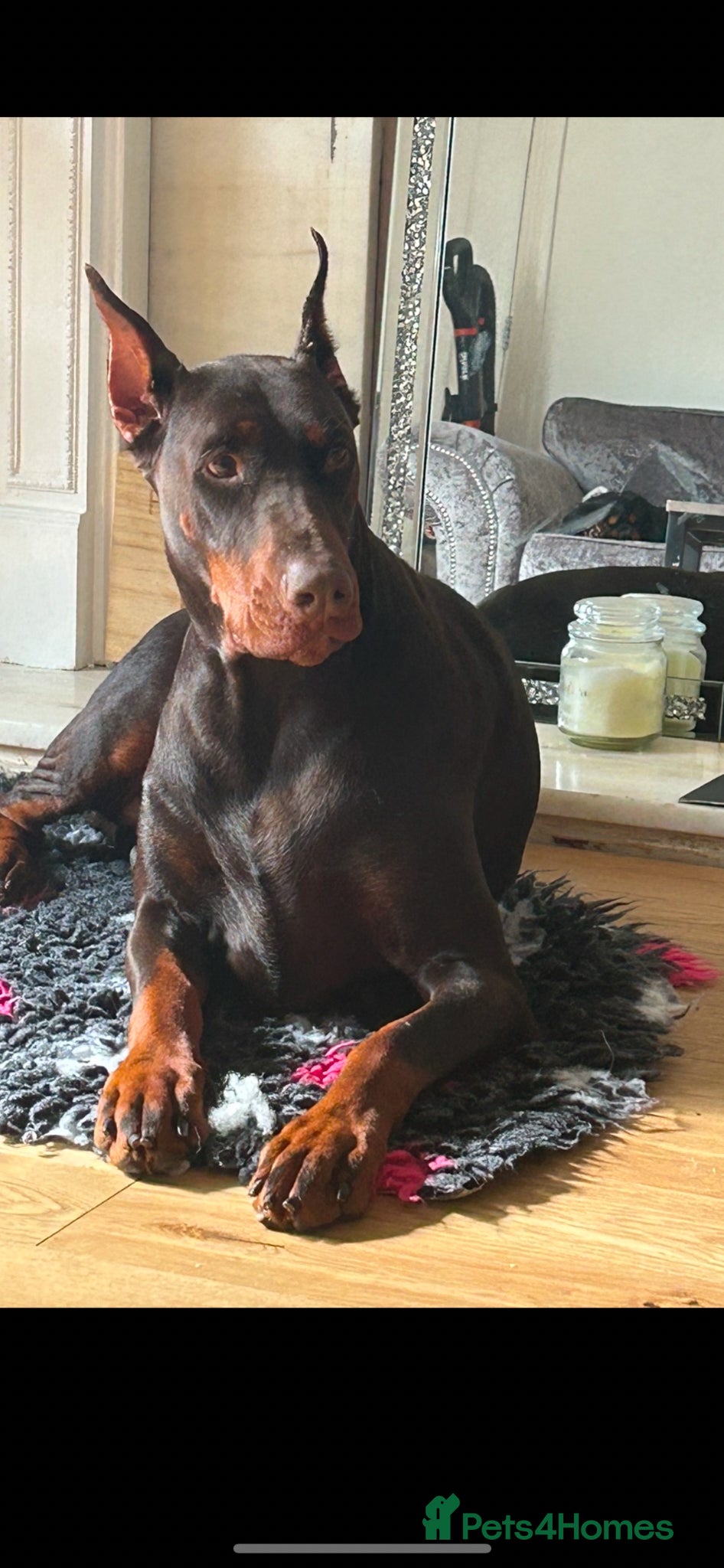 Dobermann dogs Kc reg Health tested parents Black and Tan girls  - Advert 1