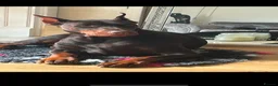 Dobermann dogs for sale: Kc reg Health tested parents Black and Tan girls  - Advert 3