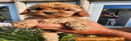 Cavapoo dogs for sale: Cavapoo puppies - Advert 8