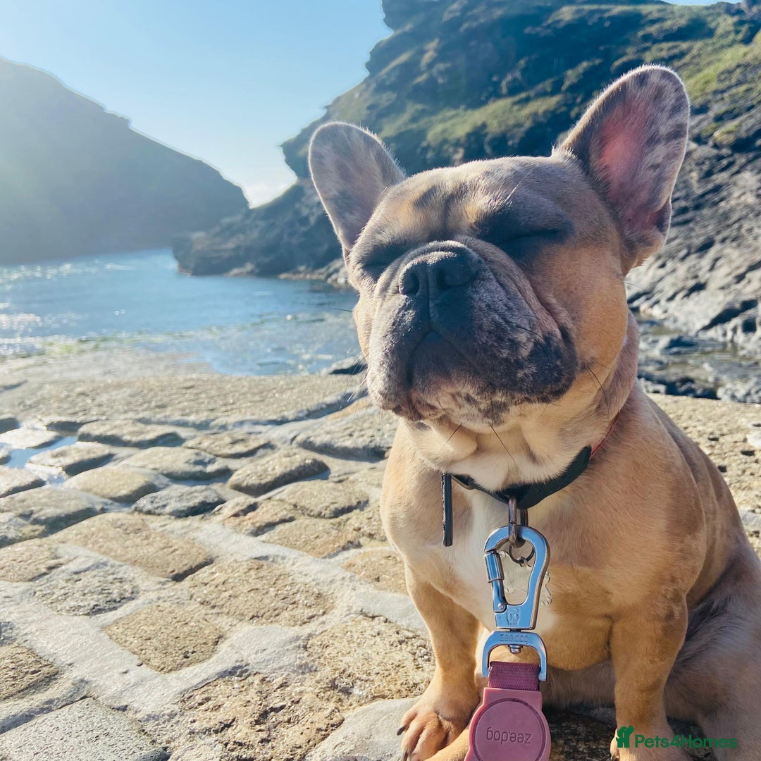 French Bulldog dogs for sale: x1 GIRL LEFT! RARE PURE BLUE MERLE TAN PUPPIES  - Advert 13