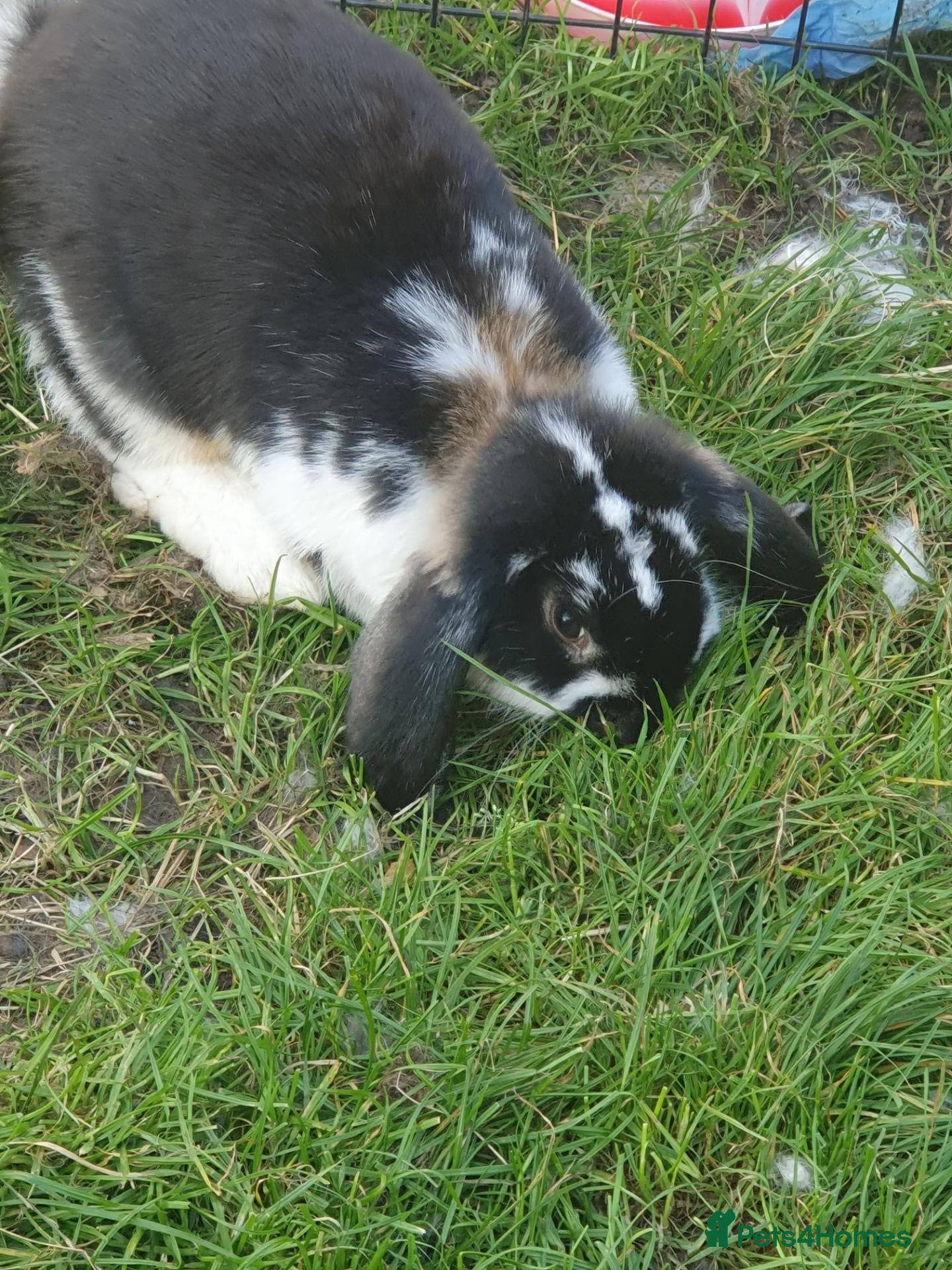 French Lop rabbits Various Vaccinated Giant French Lop - Advert 2
