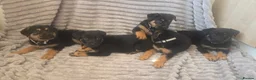 Mixed Breed dogs for sale: German shepherd x rottweiler puppies  in Brierley Hill - Advert 17