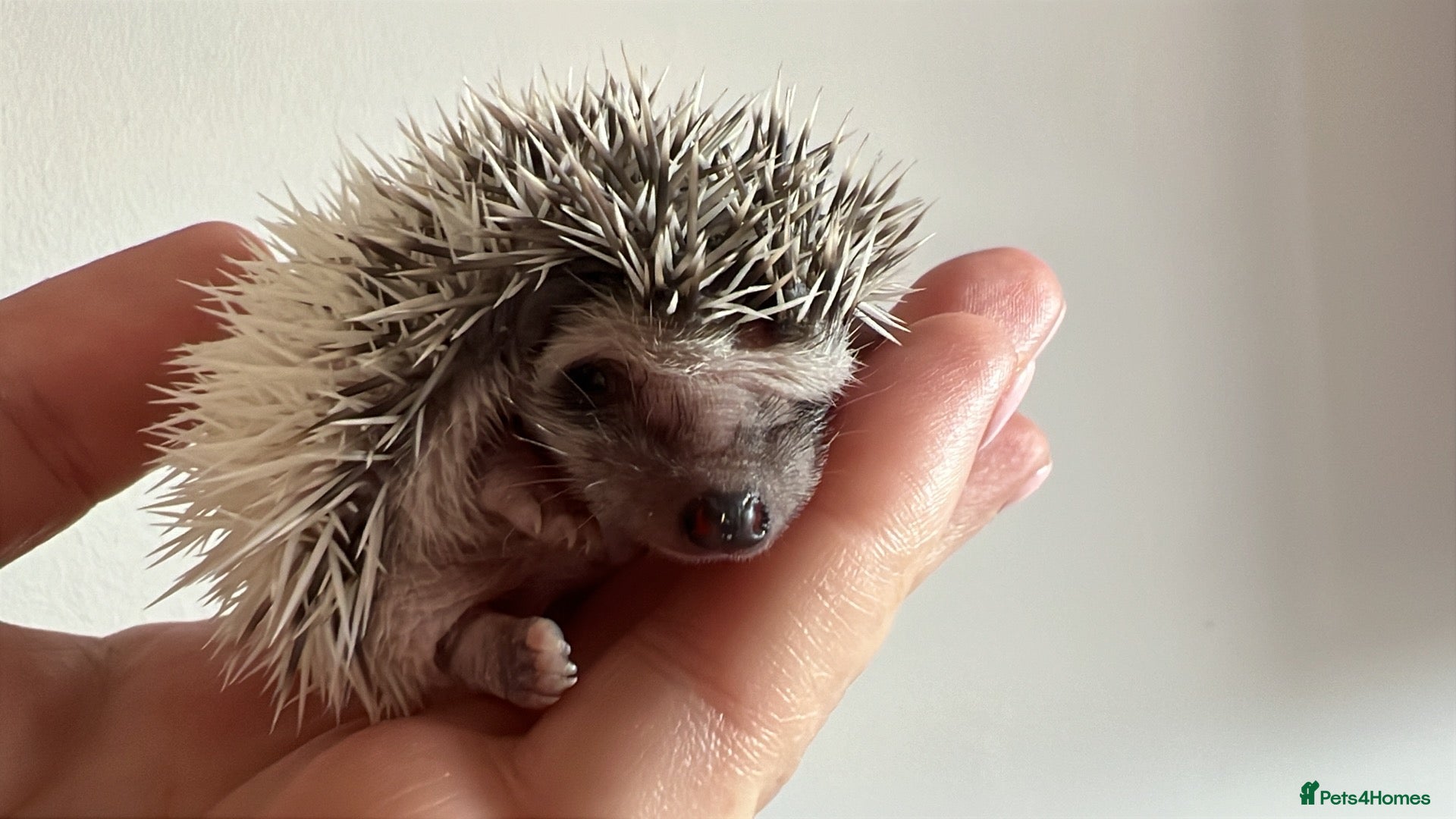 Pygmy Hedgehog rodents African Pygmy hedgehog hoglets  - Advert 16