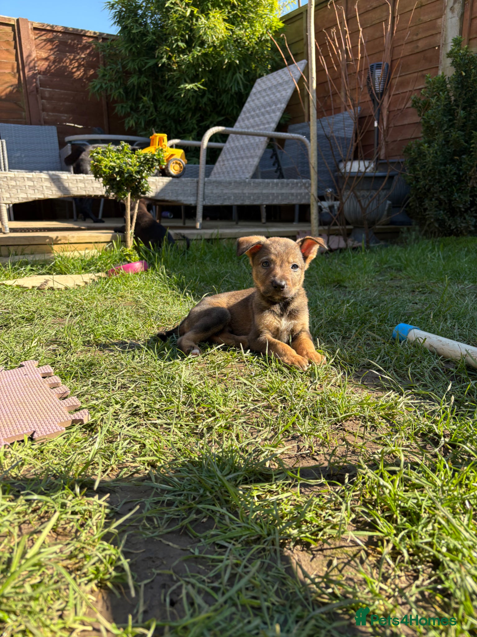 Mixed Breed dogs 10 beautiful shepherd-staff pups 🐶  - Advert 16