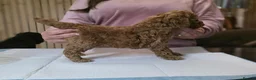 Toy Poodle dogs for sale: Show Quality Toy Poodle  - Advert 9