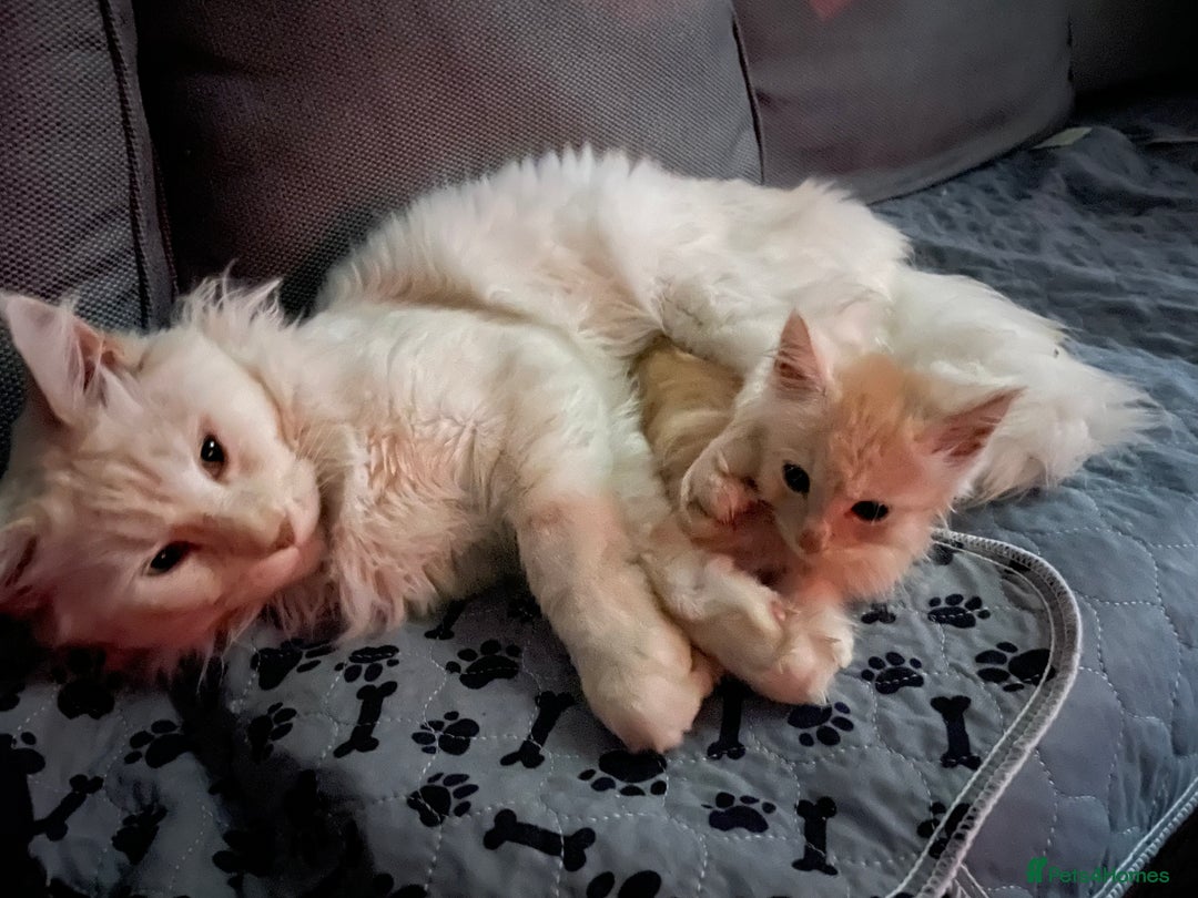 Maine Coon cats for sale: Maine Coon Cross Kittens  - Image 37