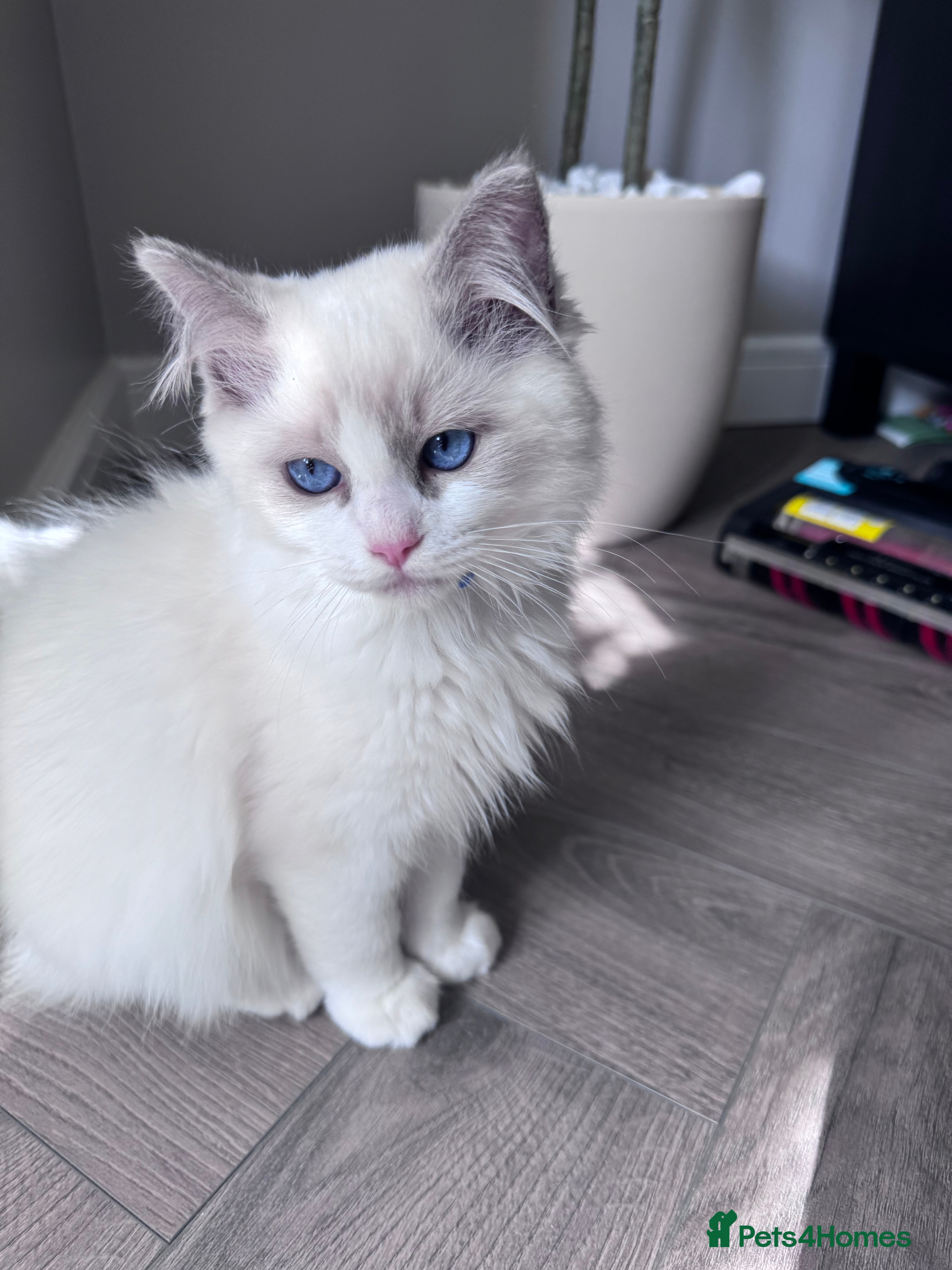 Ragdoll cats 🐾Last GCCF Registered Bi-colour Blue Boy🐾 - Advert 1